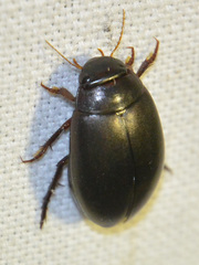 Agabus bipustulatus