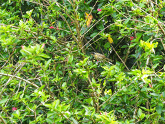 Xanthotis macleayanus