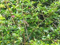 Xanthotis macleayanus