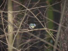 Cyanistes caeruleus