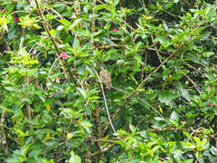 Xanthotis macleayanus