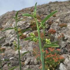 Ditaxis brandegeei