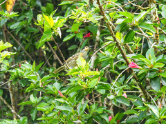 Xanthotis macleayanus