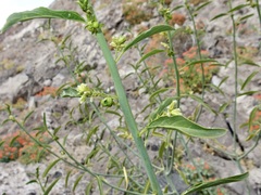 Ditaxis brandegeei