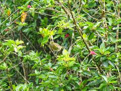 Xanthotis macleayanus