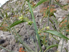 Ditaxis brandegeei