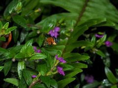 Amegilla cingulata