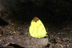 Eurema simulatrix