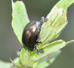 Chrysolina hyperici