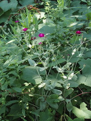 Silene coronaria