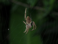 Hortophora