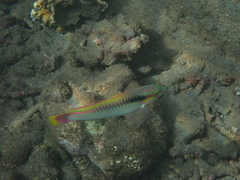 Halichoeres scapularis