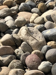 Microlophus peruvianus