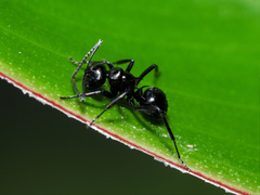 Polyrhachis clio