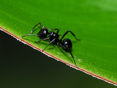 Polyrhachis clio