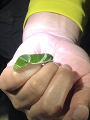 Papilio memnon heronus