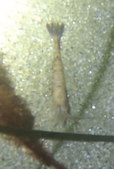 Crangon septemspinosa