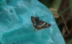 Burnsius orcynoides