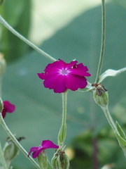 Silene coronaria
