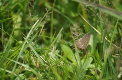 Cissia phronius