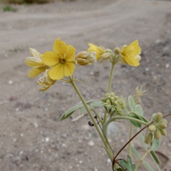 Senna confinis