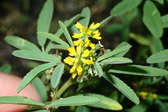 Melilotus indicus