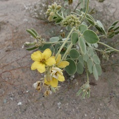 Senna confinis