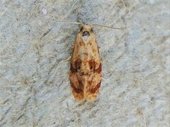 Cochylis bucera