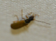 Rhagonycha lignosa