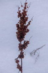 Rumex pseudonatronatus