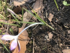 Crocus tommasinianus