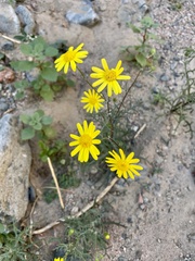 Senecio glaucus
