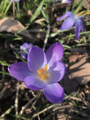 Crocus tommasinianus