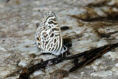 Leptotes plinius