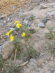 Senecio glaucus