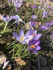 Crocus tommasinianus
