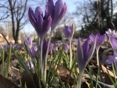 Crocus tommasinianus