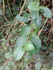 Muehlenbeckia tamnifolia