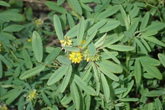 Melilotus indicus