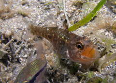 Ostorhinchus hoevenii