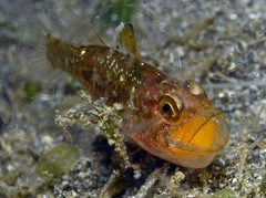 Ostorhinchus hoevenii