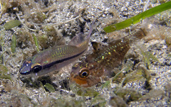 Ostorhinchus hoevenii