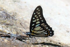 Graphium chironides
