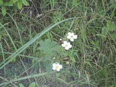 Eriocapitella vitifolia