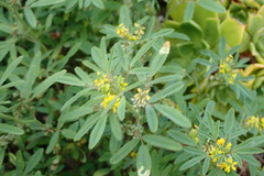 Melilotus indicus