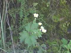 Eriocapitella vitifolia