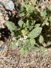 Heliotropium arbainense