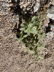 Heliotropium arbainense
