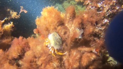 Pagurus acadianus