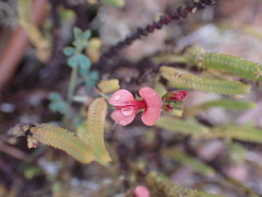 Indigofera heterophylla